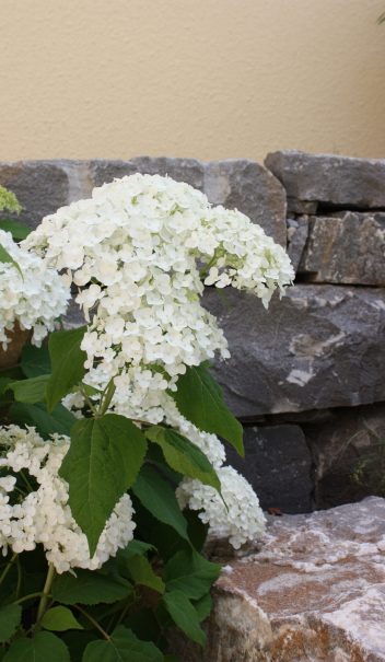 Hortensia et mur